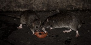 « Il n’est pas nécessaire d’éradiquer les rats »