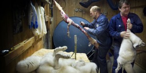 La Norvège va interdire les élevages de fourrure