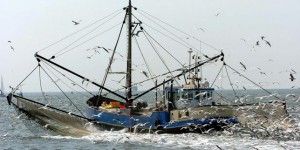 Les ONG dénoncent la position de Bruxelles sur la pêche électrique