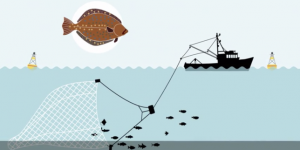 Pourquoi la pêche électrique fait-elle peur ?