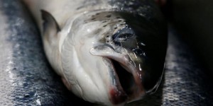 Pêche électrique : « Cette pratique fait honte à l’Europe et nous décrédibilise sur la scène internationale »