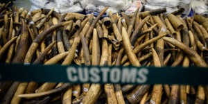 Première destination pour le trafic, la Chine bannit tout commerce de l’ivoire