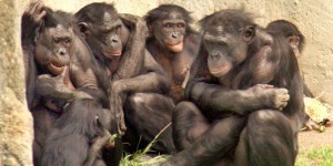 Yann Wehrling : « Pour sauver les grands singes, il faut les doter d’un statut particulier d’hominidés »