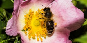 Les abeilles devront-elles faire face à une nouvelle génération de néonicotinoïdes ?