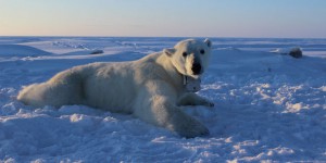 Les besoins énergétiques des ours polaires menacés par la fonte de la banquise