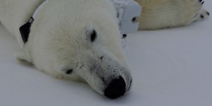 Embarquées sur des ours polaires, des caméras montrent la survie difficile sur la banquise