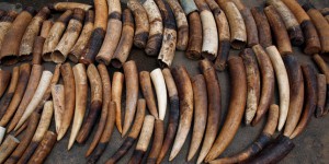 Un expert du trafic d’ivoire assassiné au Kenya