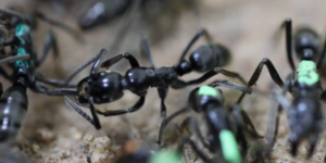 Des fourmis parviennent à soigner leurs congénères blessées au combat