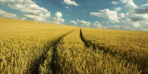 « L’accès facilité aux données agricoles va démocratiser l’agriculture de précision »