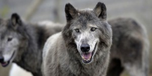 Les méthodes de comptage des loups au cœur de la polémique avec les éleveurs