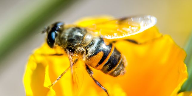 Néonicotinoïdes : une agence de l’UE confirme le risque pour les abeilles