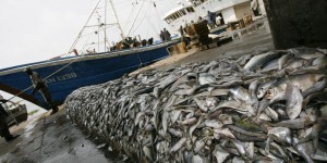 La pêche industrielle exploite plus de la moitié de la superficie des océans