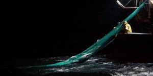 Sea Shepherd alerte sur le sort des dauphins « exterminés » près des côtes françaises