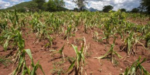 Thierry Brugvin : « L’accaparement des terres agricoles du Sud renforce les famines »
