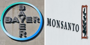 Bruxelles donne son feu vert au controversé mariage Bayer-Monsanto