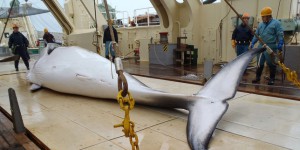 Chasse à la baleine : le Japon tue 333 cétacés dans l’Antarctique