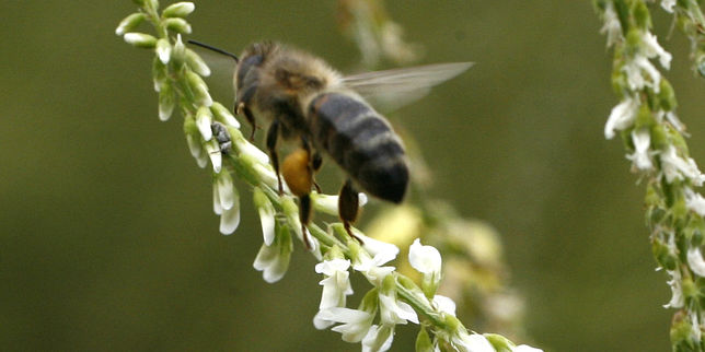 Les experts européens confirment les risques des néonicotinoïdes pour les abeilles