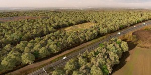 Une forêt d’un million d’arbres va être créée dans le Val-d’Oise