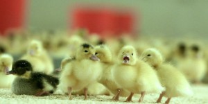 Influenza aviaire : 8 500 canards euthanasiés dans les Deux-Sèvres