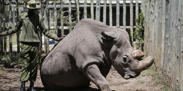 Au Kenya, le dernier rhinocéros blanc mâle du Nord est mort