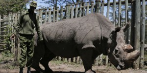 Kenya : mort de Sudan, le dernier rhinocéros mâle blanc du Nord