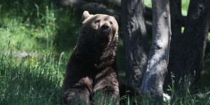 L’Etat condamné pour n’avoir pas suffisamment protégé l’ours des Pyrénées