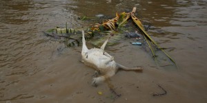 L’Indonésie veut rendre potable le fleuve « le plus pollué du monde »