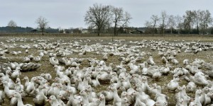 Maine-et-Loire : deux foyers de grippe aviaire détectés, 19 000 canards abattus