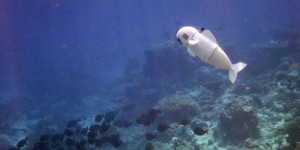 Le MIT a conçu ce nouveau poisson-robot pour explorer les fonds marins