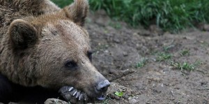 Nicolas Hulot veut réintroduire deux ours femelles dans les Pyrénées
