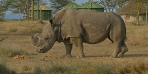 Sudan, dernier rhinocéros mâle blanc du Nord, est mort