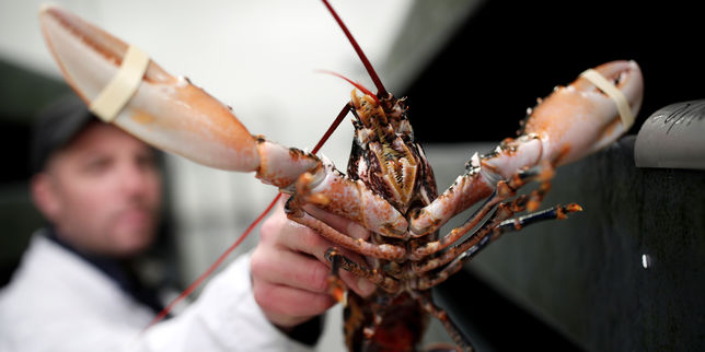 En Suisse, les homards vivants ne doivent plus être précipités dans l’eau bouillante