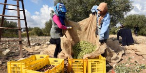 La Tunisie veut mieux valoriser son huile d’olive