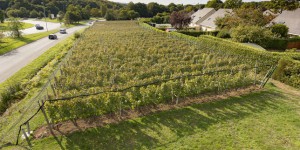 Avec le changement climatique, les projets viticoles se multiplient en Bretagne