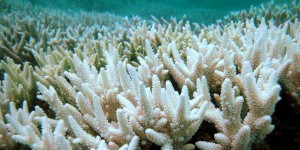 Les coraux menacés d’extinction autour de 2050