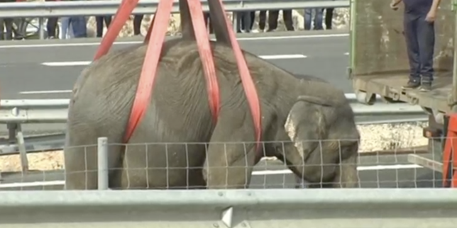 En Espagne, un éléphant de cirque tué dans un accident de la route