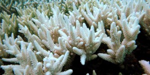 Hécatombe « catastrophique » de coraux dans la Grande Barrière