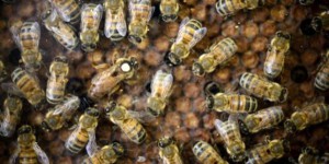 Hostabee, la start-up qui connecte les ruches pour sauver les abeilles