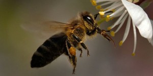 « Les populations d’insectes volants pourraient avoir diminué, en Europe, de près de 80 % »