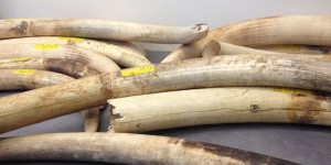 Plus de 600 kilos d’ivoire détruits à Antibes