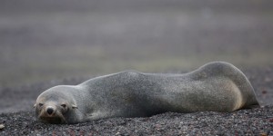 Pas-de-Calais : Sea Sheperd propose 10 000 euros pour faire avancer l’enquête sur trois phoques tués