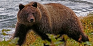 Etats-Unis : le bacon et les donuts bientôt réautorisés pour chasser l’ours en Alaska