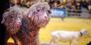 Bien-être animal : Gap, Zara et H&M renoncent à la laine mohair