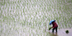 La hausse du CO2 réduit la qualité nutritionnelle du riz
