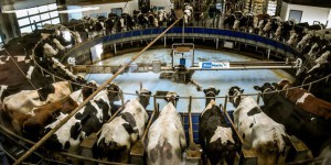 Le préfet de Saône-et-Loire rejette un projet de ferme aux 4 000 bovins