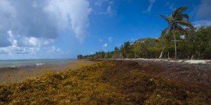 Les Antilles françaises envahies par les sargasses, des algues toxiques