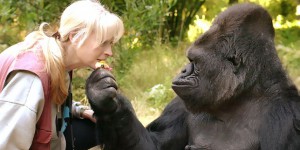 Les célèbres images de Koko, le gorille qui parlait la langue des signes