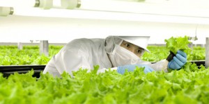 La culture verticale de légumes, en plein développement au Japon