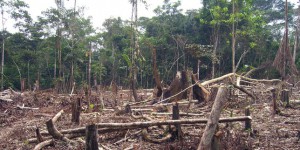 La déforestation s’accélère en Colombie
