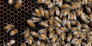 Effondrement des colonies d’abeilles en France